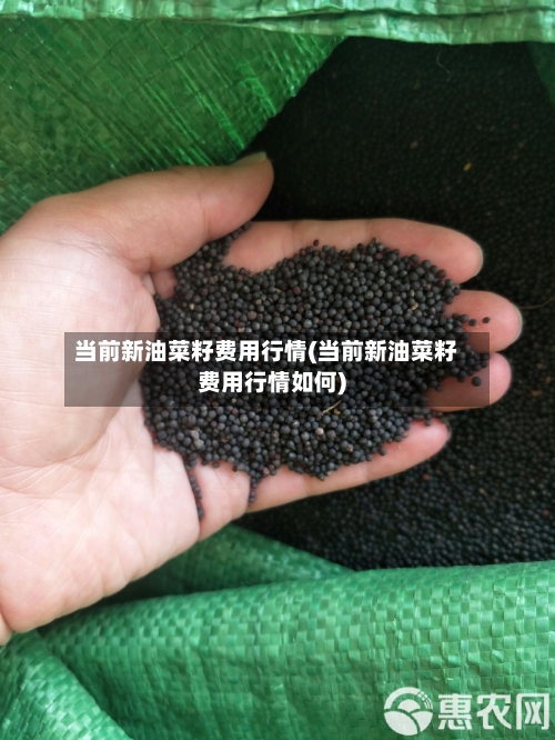 当前新油菜籽费用行情(当前新油菜籽费用行情如何)