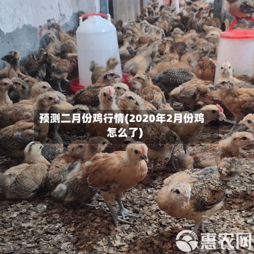 预测二月份鸡行情(2020年2月份鸡怎么了)-第2张图片
