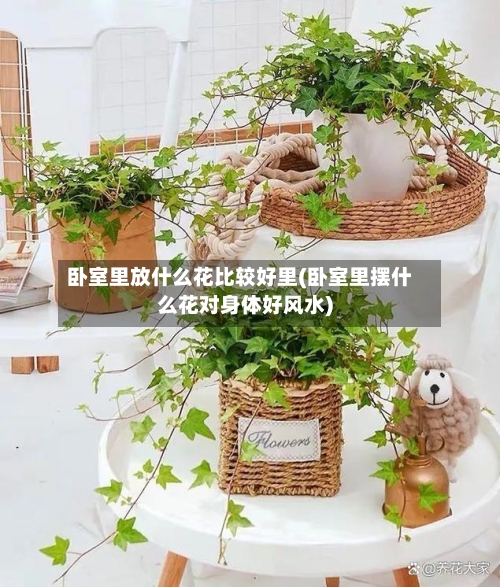 卧室里放什么花比较好里(卧室里摆什么花对身体好风水)-第3张图片