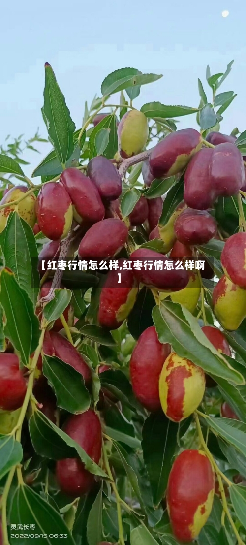 【红枣行情怎么样,红枣行情怎么样啊】